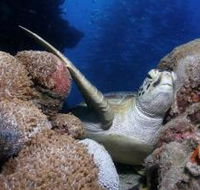 Light House Bommie Dive Site - Sunshine Coast Tourism