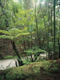 Fraser Island Great Walk - Holiday Sunshine Coast 0