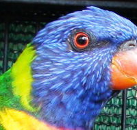Fraser Coast Wildlife Sanctuary - Sunshine Coast Tourism