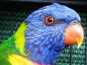 Fraser Coast Wildlife Sanctuary - Sunshine Coast Tourism 0