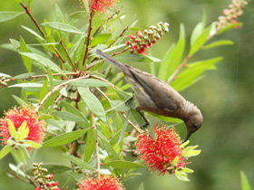 Birdwatching In Dysart - Sunshine Coast Tourism 0