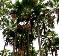 Palm Tree Creek