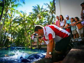 The Living Reef On Daydream Island - Holiday Sunshine Coast 0