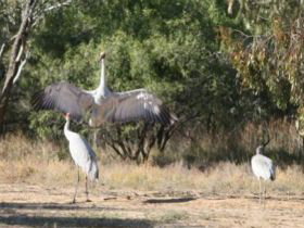 Bulloo River Walk - Sunshine Coast Tourism 0