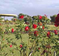 Elizabeth Park Rose Gardens - Sunshine Coast Tourism