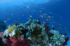 Cherubs Cave Dive Site - Sunshine Coast Tourism 0