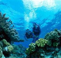 Coral Gardens Dive Site - Sunshine Coast Tourism