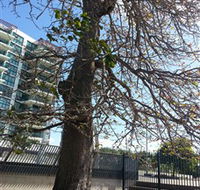 The Leichhardt Tree