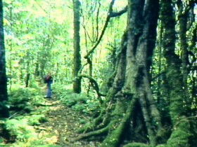 Mt Superbus - Holiday Sunshine Coast 0