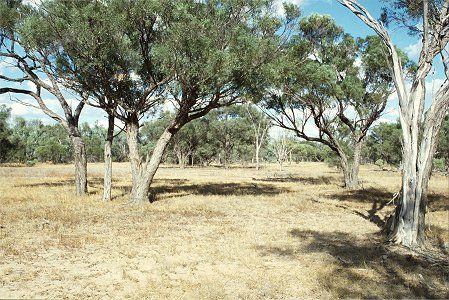 Forest Den National Park - Sunshine Coast Tourism 0