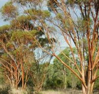 Myall Park Botanic Garden - Holiday Sunshine Coast