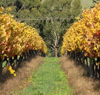 Wild Dog Winery  Restaurant