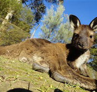 Ballarat Wildlife Park