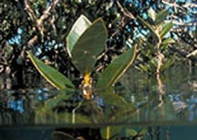 Jawbone Marine Sanctuary - Sunshine Coast Tourism 0