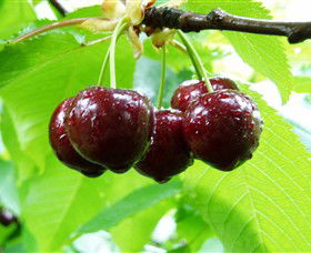 Red Hill Cherry Farm - Sunshine Coast Tourism 0