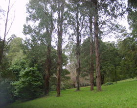 Mount Dandenong Arboretum - Sunshine Coast Tourism 0