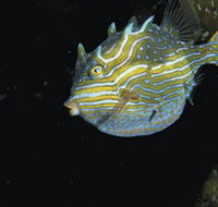 Mushroom Reef Marine Sanctuary - Sunshine Coast Tourism