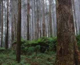 Kinglake National Park - Holiday Sunshine Coast 0