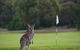 Anglesea Golf Club - thumb 0