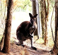 Great Ocean Road Wildlife Park