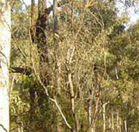 Warby-Ovens National Park