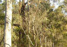 Warby-Ovens National Park - Holiday Sunshine Coast 0
