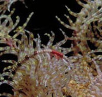 Point Danger Marine Sanctuary - Sunshine Coast Tourism