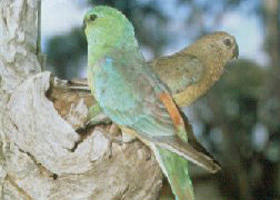 Albacutya VIC Holiday Sunshine Coast