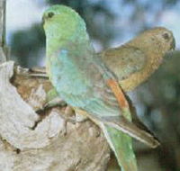 Lake Albacutya Regional Park - Holiday Sunshine Coast