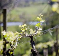Michelini Wines - Sunshine Coast Tourism