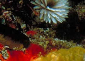 Point Cooke Marine Sanctuary - Sunshine Coast Tourism 0