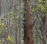 Heathcote-Graytown National Park
