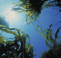 Marengo Reefs Marine Sanctuary