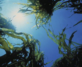 Marengo Reefs Marine Sanctuary - Holiday Sunshine Coast 0