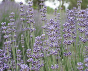 Warratina Lavender Farm - Sunshine Coast Tourism 0