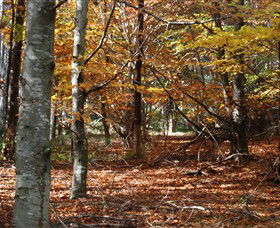 RJ Hamer Arboretum - Holiday Sunshine Coast 0