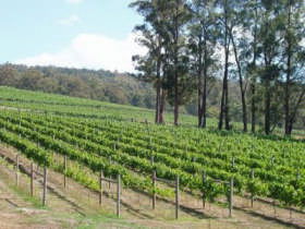 Piedmont Vineyard - Sunshine Coast Tourism 0