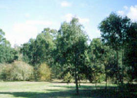 Sweeneys Flat - Sunshine Coast Tourism 0