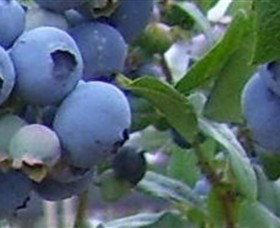 Tuckerberry Hill - Sunshine Coast Tourism 0