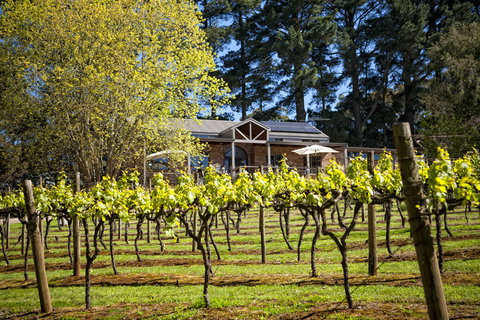 Main Ridge Estate - Sunshine Coast Tourism 3