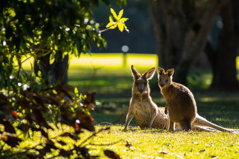 Club Catalina - Holiday Sunshine Coast 2