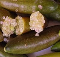Sandy Creek Olives and Finger Limes - Sunshine Coast Tourism