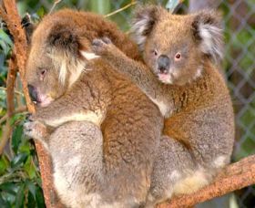 Shoalhaven Zoo - Holiday Sunshine Coast 0