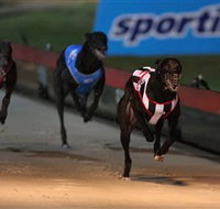 Dapto Dogs - Holiday Sunshine Coast