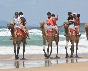 Camel Rides With Coffs Coast Camels - Sunshine Coast Tourism 0