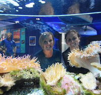 Solitary Islands Aquarium - Sunshine Coast Tourism