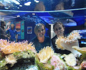 Solitary Islands Aquarium - Sunshine Coast Tourism 0