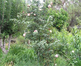 Tombstone Estate Vineyard - Sunshine Coast Tourism 0