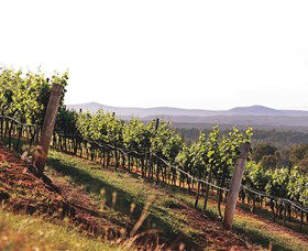 Briar Ridge Vineyard - Sunshine Coast Tourism 1