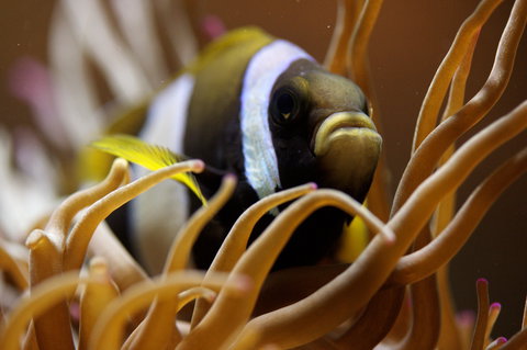 Solitary Islands Aquarium - Sunshine Coast Tourism 1